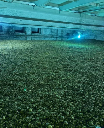 b0fc0960-8050-4374-8714-d9fc700f8b46-изображение whatsapp 2025-09-30 в 14.21.37_c8145106.jpg