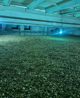 b0fc0960-8050-4374-8714-d9fc700f8b46-изображение whatsapp 2025-09-30 в 14.21.37_c8145106.jpg